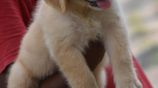 Golden Retriever puppies