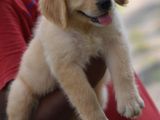 Golden Retriever puppies