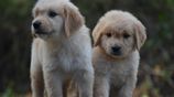 Golden Retriever puppies
