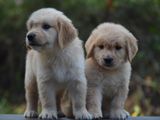 Golden Retriever puppies