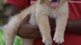 Golden Retriever puppies