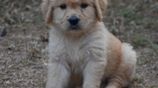 Golden Retriever puppies