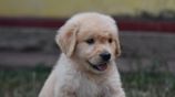 Golden Retriever puppies