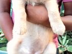 Golden Retriever Puppies