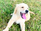 Golden Retriever Puppies