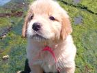 Golden Retriever Puppies
