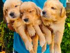 Golden Retriever Puppies