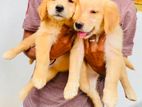 Golden Retriever Puppies