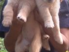 Golden Retriever Puppies