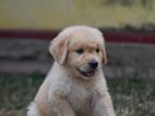 Golden Retriever Puppies