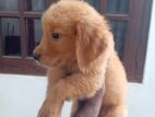 Golden Retriever Puppies
