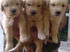 Golden Retriever Puppies