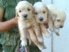 Golden Retriever Puppies