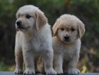 Golden Retriever puppies