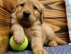 Golden Retriever Puppies