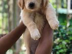 Golden Retriever Puppies