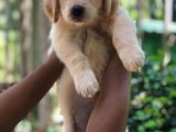 Golden Retriever Puppies