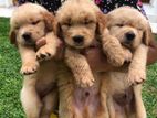 Golden Retriever Puppies