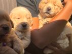 Golden Retriever Puppies