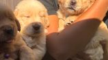 Golden Retriever Puppies