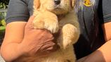 Golden Retriever Puppies