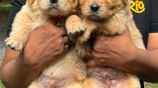 Golden Retriever Puppies