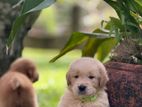 Golden Retriever Puppies