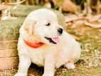 Golden Retriever Puppies