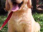 Golden Retriever Puppies