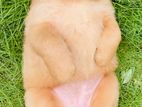 Golden Retriever Puppies