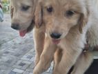 Golden Retriever Puppies KASL