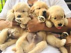 Golden Retriever Puppies