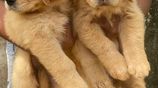 Golden Retriever Puppies