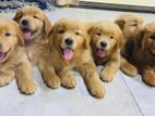 Golden Retriever Puppies