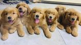 Golden Retriever Puppies
