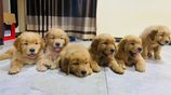 Golden Retriever Puppies