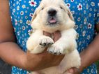 Golden Retriever Puppies