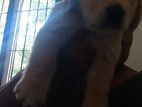 Golden Retriever Puppies