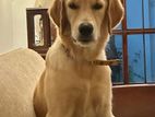 Golden Retriever Puppy