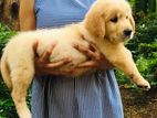 Golden Retriever Puppy