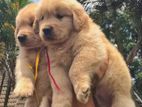 Golden Retriever Puppy