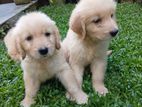 Golden Retriever Puppy