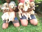 Golden Retriever Puppy