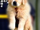 Golden Retriever Puppy