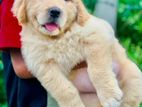 Golden Retriever Puppy