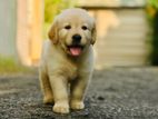 Golden Retriever Puppy