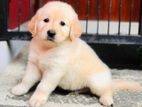 Golden Retriever Puppies