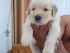 Golden Retriever Puppy