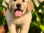 Golden Retriever Puppies