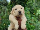 Golden Retriever Puppy